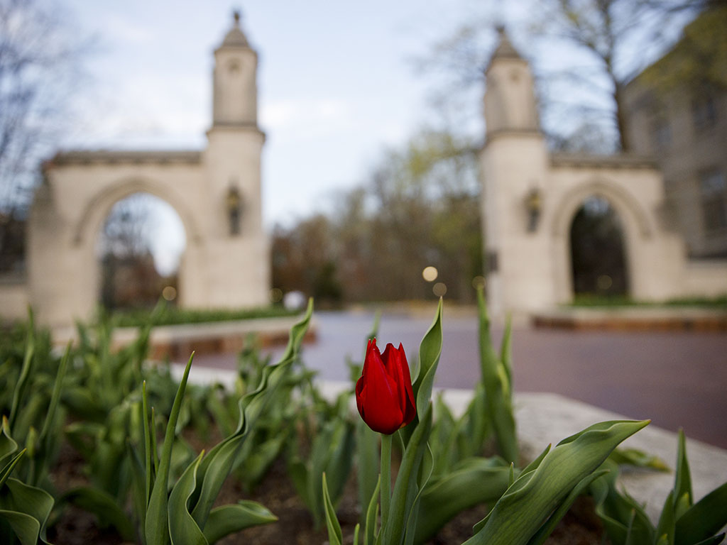 Flower at the Sample Gates